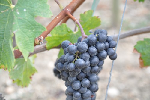 Château Petrus Grapes