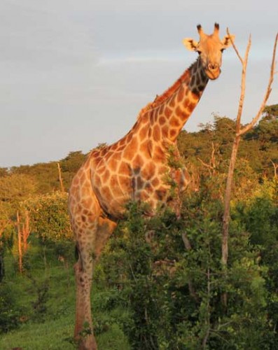 African Giraffe Being Protected By IAPF